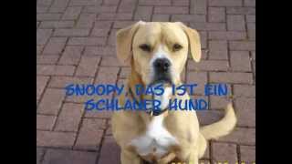 Snoopy, das ist ein schlauer Hund